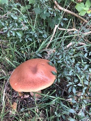 Leccinum