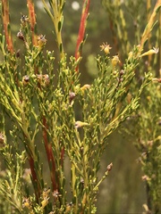 Leucadendron ericifolium
