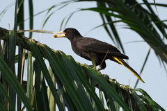 Psarocolius decumanus