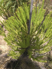 Leucadendron ericifolium