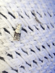 Tracholena sulfurosa