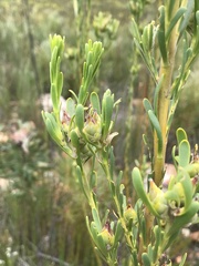 Leucadendron ericifolium