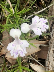 Hemiandra pungens