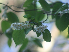 Styrax glabrescens