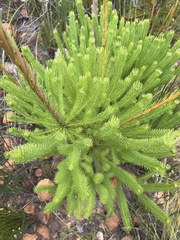 Leucadendron ericifolium