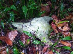 Syncerus caffer nanus