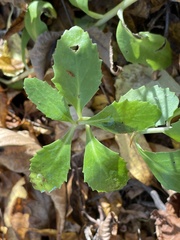 Hylotelephium telephium