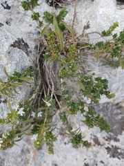 Satureja