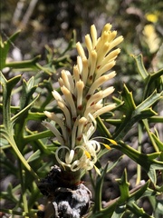 Petrophile macrostachya