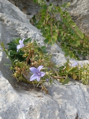 Campanula versicolor tenorei