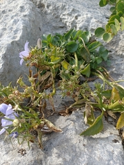 Campanula versicolor tenorei