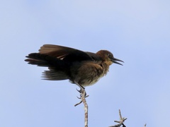 Quiscalus major westoni