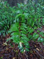 Bertiera subsessilis