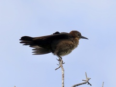 Quiscalus major westoni