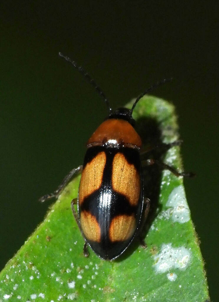 Ptilodactyla cruciata