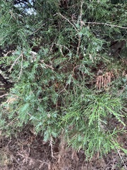 Juniperus virginiana
