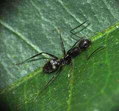 Camponotus sexguttatus