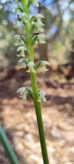 Microtis alba