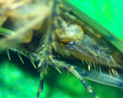 Osbornellus auronitens