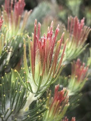 Adenanthos