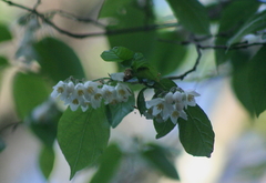 Styrax glabrescens