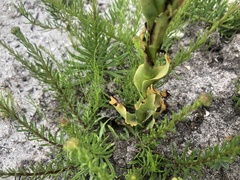 Disa sabulosa