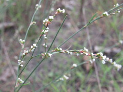 Polygonum arenarium