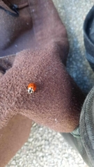 Coccinella septempunctata