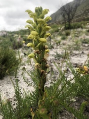 Disa sabulosa