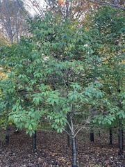 Aesculus parviflora