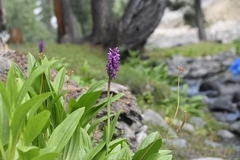 Dactylorhiza hatagirea