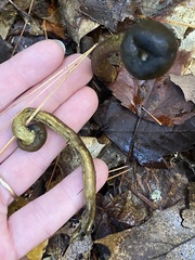 Tolypocladium capitatum