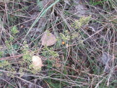 Galium verum