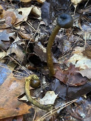 Tolypocladium capitatum