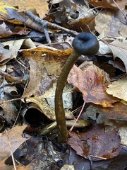 Tolypocladium capitatum