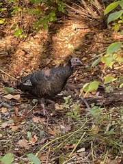 Meleagris gallopavo silvestris