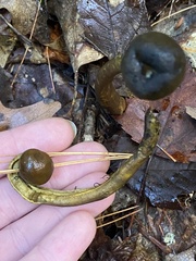 Tolypocladium capitatum