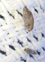 Drepanacra binocula