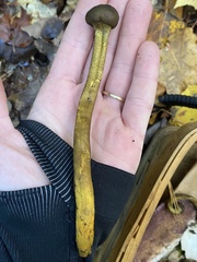 Tolypocladium capitatum