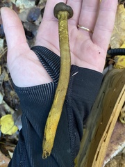 Tolypocladium capitatum