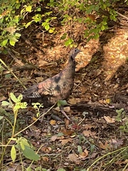 Meleagris gallopavo silvestris