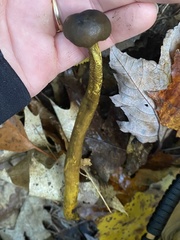 Tolypocladium capitatum