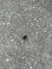 Pasimachus sublaevis