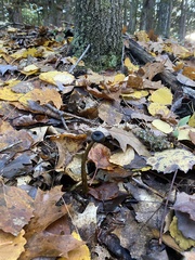 Tolypocladium capitatum