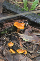 Gymnopilus allantopus