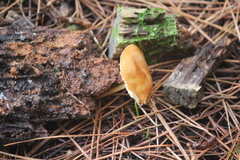 Gymnopilus allantopus