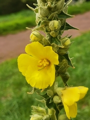 Verbascum phlomoides