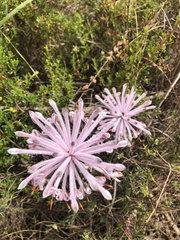 Petrophile linearis