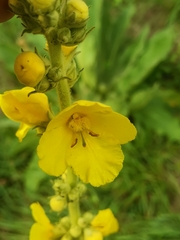 Verbascum phlomoides