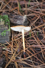 Gymnopilus allantopus